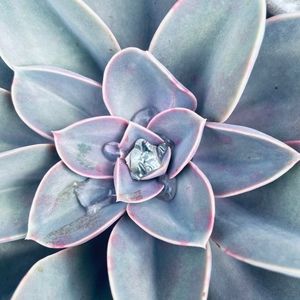 Meet your Posher, Jane